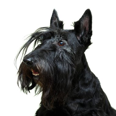 Siyah İskoç korkunç köpek
