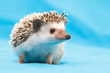 African hedgehog at home clipart