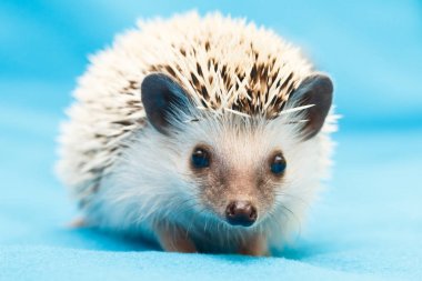 African hedgehog at home clipart