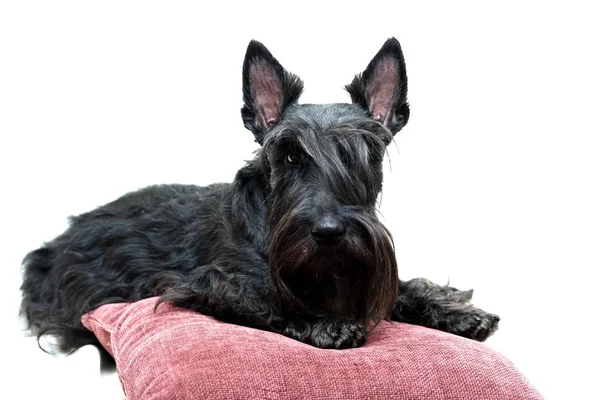 Schotse Terriër Van Zwarte Hond — Stockfoto