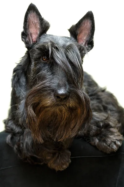 Black Scottish Terrier Dog — Stock Photo, Image