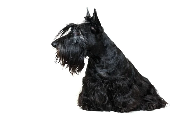 Negro Escocés Terrier Perro — Foto de Stock