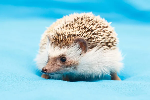 African Hedgehog Home — Stock Photo, Image