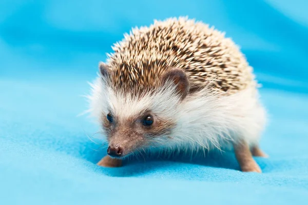 African hedgehog at home