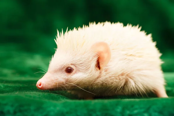 African Hedgehog Home — Stock Photo, Image