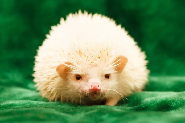 African Hedgehog Home — Stock Photo, Image