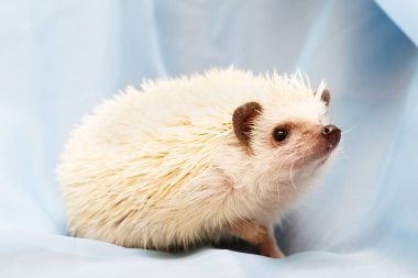 African hedgehog at home clipart