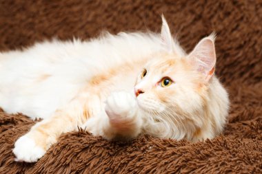 Kırmızı Maine Rakun Kedisi