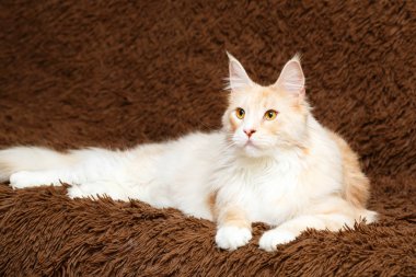 Kırmızı Maine Rakun Kedisi