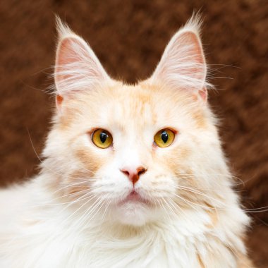 Kırmızı Maine Rakun Kedisi