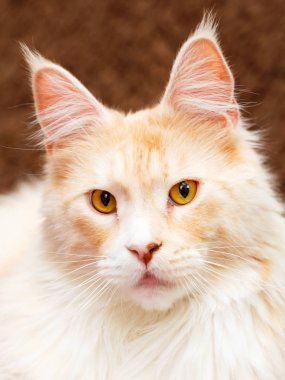 Kırmızı Maine Rakun Kedisi