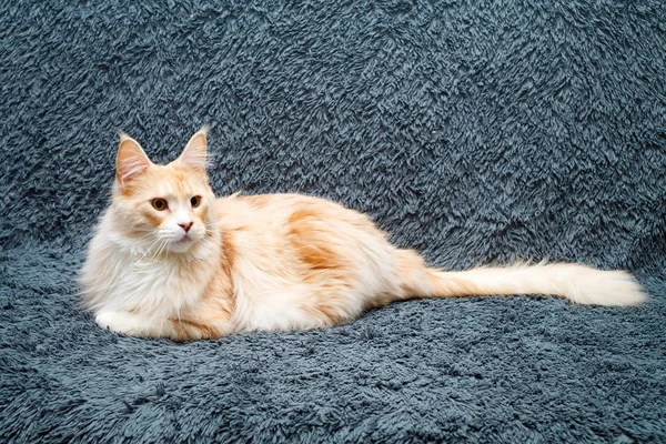 Gatto Rosso Del Maine Coon — Foto Stock