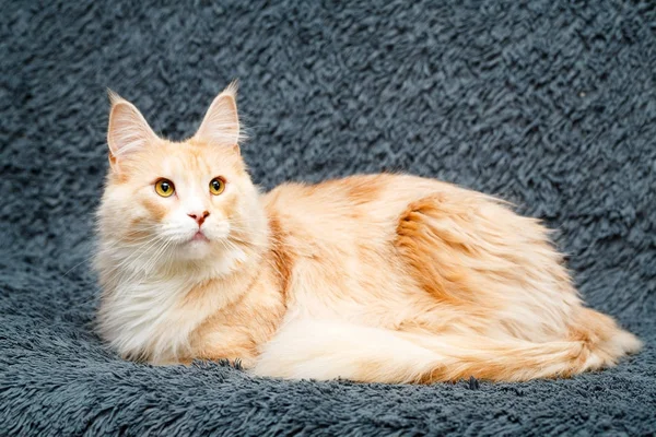Czerwony Szop Główny Kot — Zdjęcie stockowe