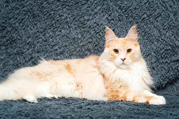 Red Maine Coon Cat — Stock Photo, Image