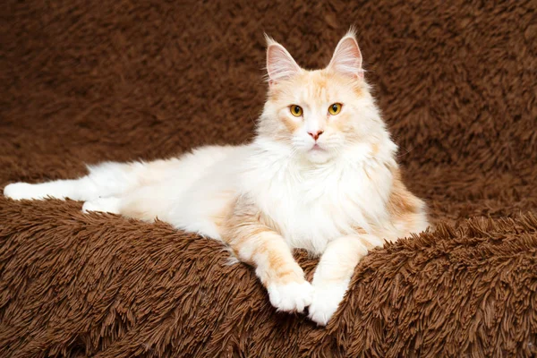 Red Maine Coon Cat — Stock Photo, Image