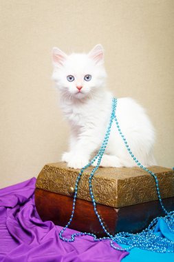 Sibirya yavru kedi evde