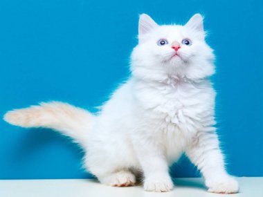 Sibirya yavru kedi evde