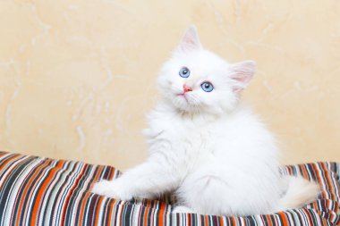 Sibirya yavru kedi evde