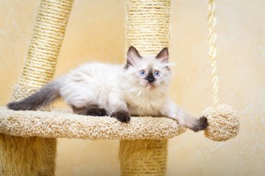 Sibirya yavru kedi evde