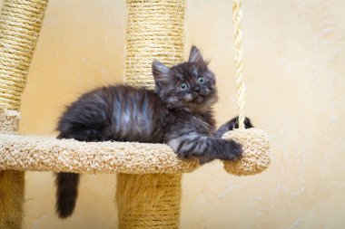 Sibirya yavru kedi evde