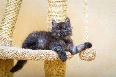 Sibirya yavru kedi evde