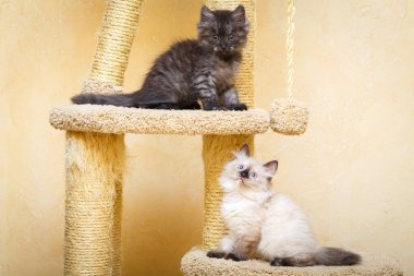 Sibirya yavru kedi evde