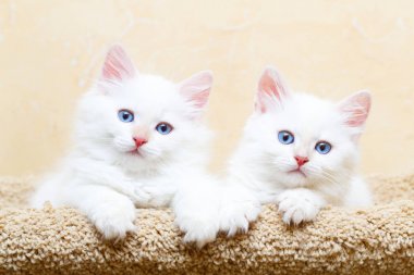 Sibirya yavru kedi evde