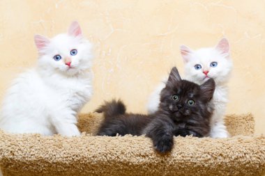 Sibirya yavru kedi evde
