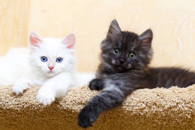 Sibirya yavru kedi evde