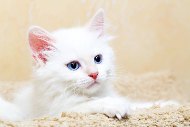 Sibirya yavru kedi evde