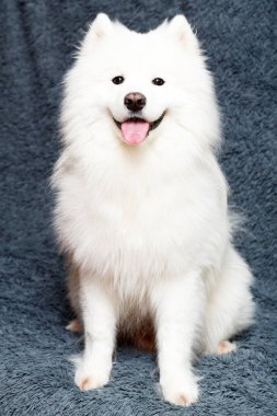 Samoyed köpek vasıl ev