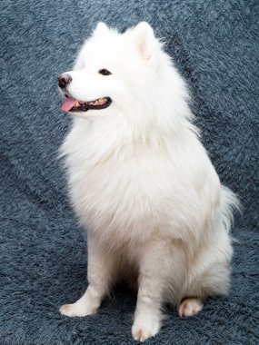 Samoyed köpek vasıl ev