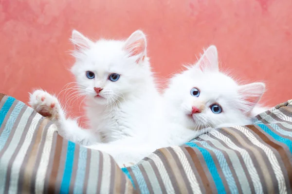 Siberian Kitten Home — Stock Photo, Image