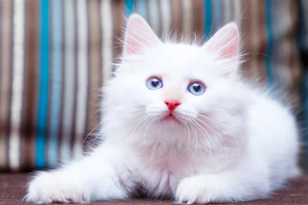 Gatito Siberiano Casa — Foto de Stock