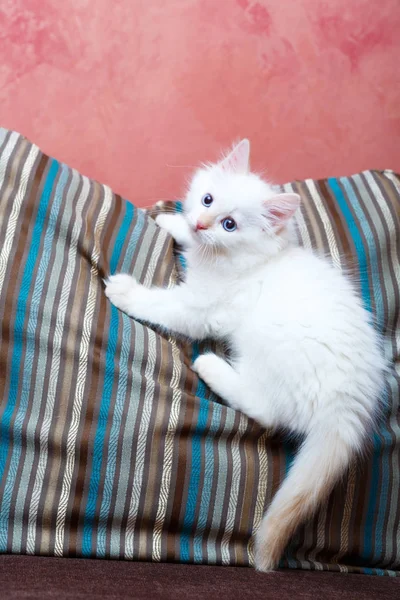 Gatito Siberiano Casa — Foto de Stock