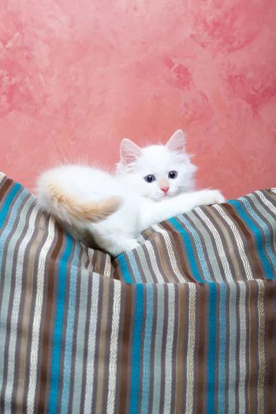 Siberische Kitten Thuis — Stockfoto