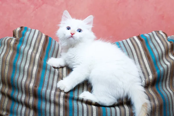 시베리아 고양이 집에서 — 스톡 사진
