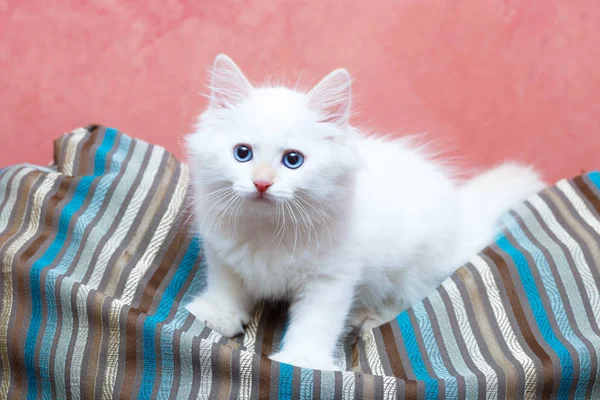 시베리아 고양이 집에서 — 스톡 사진