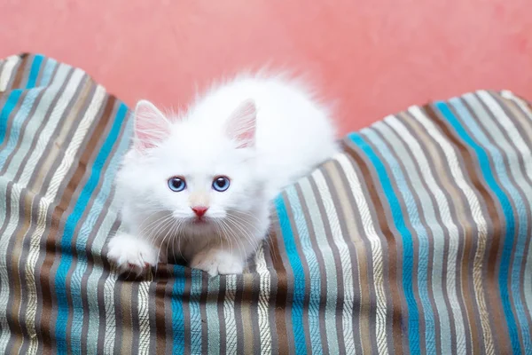 Gatito Siberiano Casa — Foto de Stock