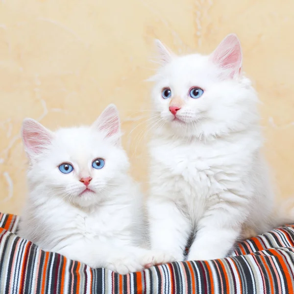 Gattino Siberiano Casa — Foto Stock