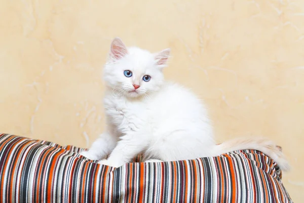 Gatito Siberiano Casa — Foto de Stock