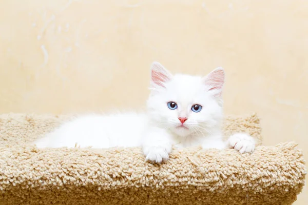 시베리아 고양이 집에서 — 스톡 사진