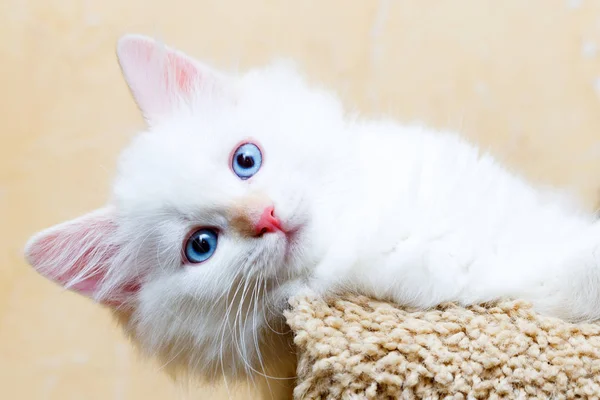 Siberian Kitten Home — Stock Photo, Image