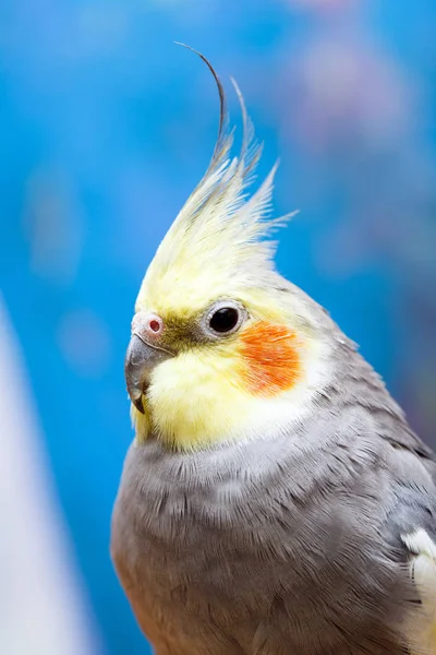 Common Parakeet Home — Stock Photo, Image