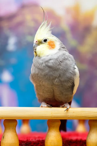 Common Parakeet Home — Stock Photo, Image