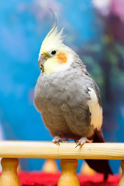 Common Parakeet Home — Stock Photo, Image