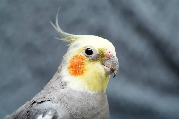 Common Parakeet Home — Stock Photo, Image