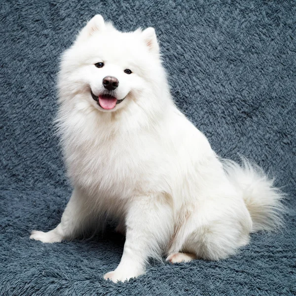 Samoyed Psa Domu — Zdjęcie stockowe