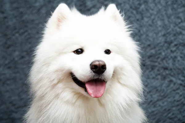 Samoyed Psa Domu — Zdjęcie stockowe