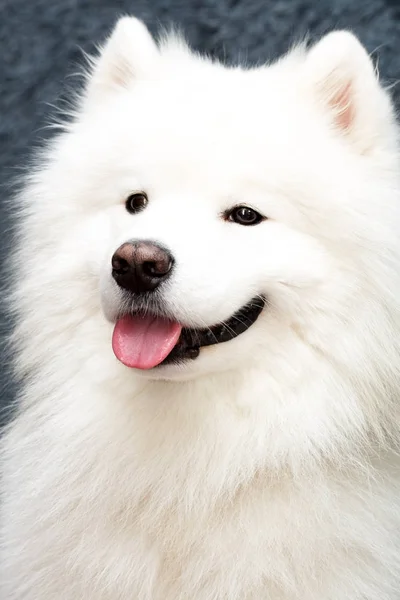 Samoyed Σκυλί Στο Σπίτι — Φωτογραφία Αρχείου